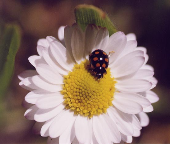 Coccinellide Madonita: Coccinula quatuordecimpustulata